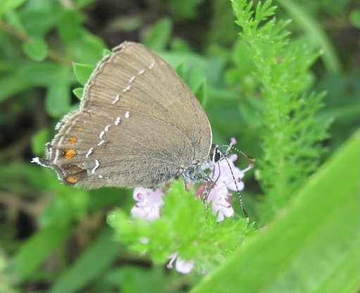 Satyrium ilicis, Lycaenidae